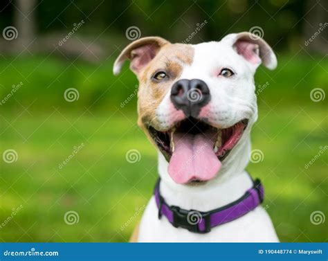 A Happy Pit Bull Terrier Mixed Breed Dog With A Huge Smile Stock Photo
