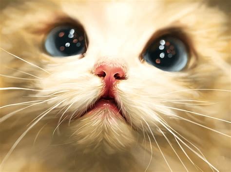 Cat Funny Cat Faces Hd Wallpaper Pxfuel