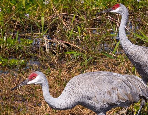 Sandhill cranes could be hunted if legislators get their way | Great ...