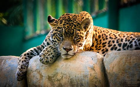 Wallpaper Jaguar Wild Cat Predator Look 3360x2100 Wallhaven