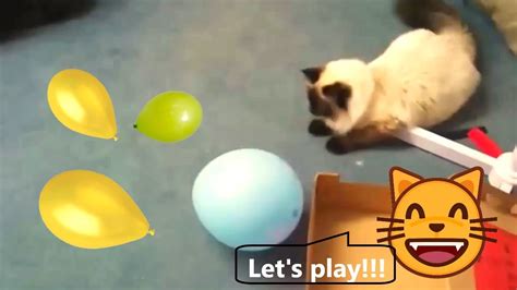 Еpic Battle Between Cats Vs Balloons Youtube