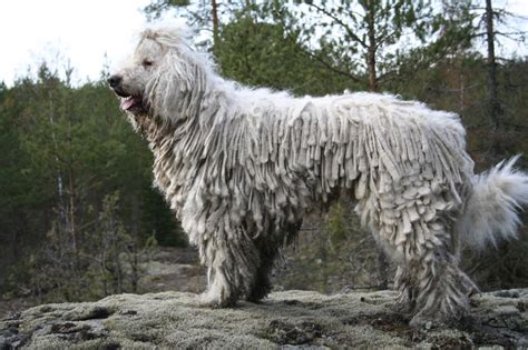 10 Of The Most Unusual Dog Breeds Pets Lovers