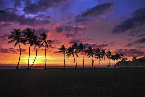 Hawaiian Palm Bezona Column Rare Palms Abound In Hawaiian Gardens