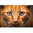 Free Photo Cat Face Close Up  Eyes Download Jooinn