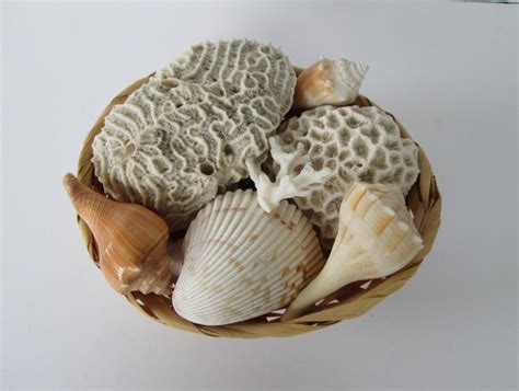 Natural Sea Coral And Shells By Goodvintage On Etsy