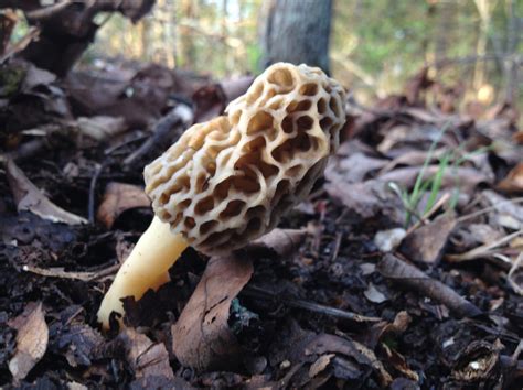 Michigans Morel Mushroom Guide Empowering Michigan