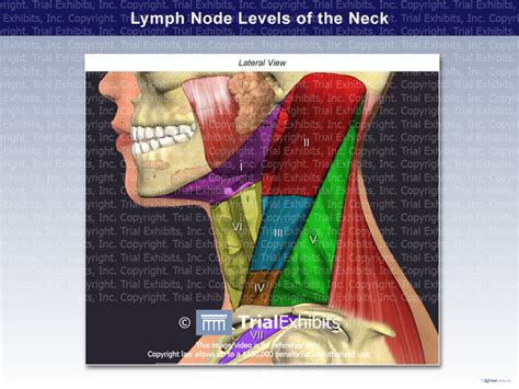 Drains from the lips, gum, teeth, tongue, anterior hard palate. Lymph Node Levels of the Neck | Trial Exhibits, Inc.