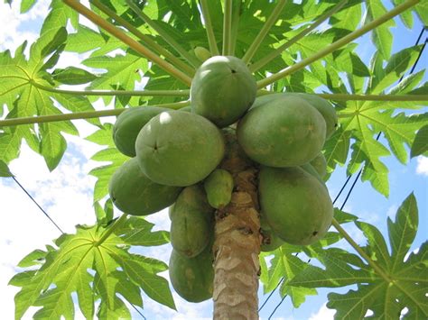 Wenn sie ganz sicher sein wollen, rufen sie einfach vor ihrem besuch bei uns an: Wann ist die Papaya reif? Papaya: Nährwerte und Kalorien ...