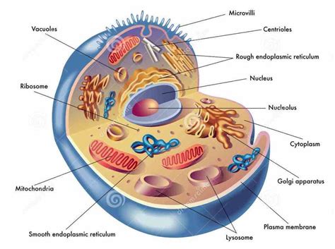 Water is … animal cells have different parts which contain many types of specialized organelles that help in carrying out various functions of the body. these there Cells In The Human Body And Their Functions ...