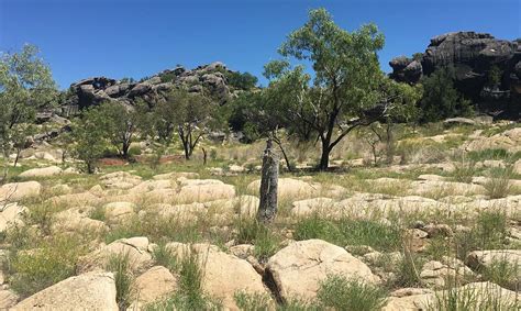 However, indigenous peoples have continued to. Sharing Indigenous Australian culture at Fitzroy Crossing ...