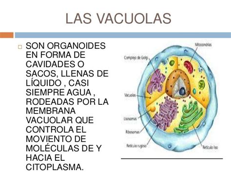 Las Vacuolas