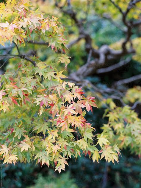 Maple Leaves During Fall In Japan By Stocksy Contributor Lina