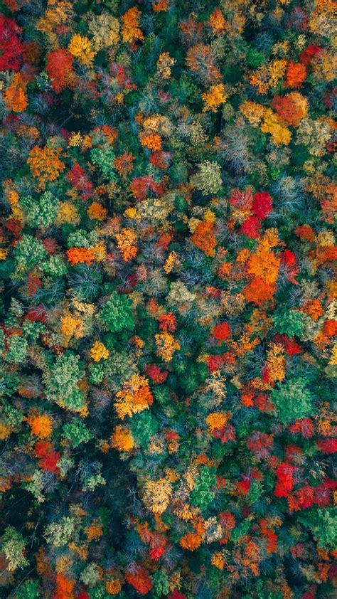 Download 1080x1920 Colorful Trees Autumn Fall Aerial View Top View