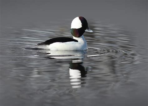 Male Bufflehead Duck On The Water Stock Image Image Of Reflection