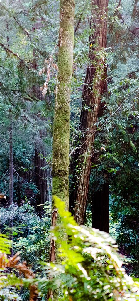 Muir Woods Wallpaper 4k California Redwood Trees Forest Tall Trees