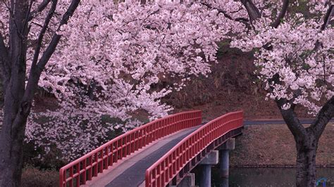 Download Wallpaper Blossoming Cherry Garden In Japan X Hdtv 1080p By