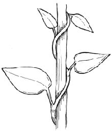 How to draw simple leaves and vines. Light in the garden.