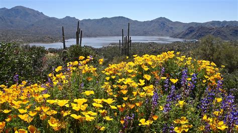 Where To See The Best Desert Wildflowers In Phoenix