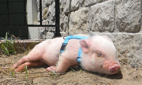 Mini Pig Oscar Loves To Sunbathe Life With A Mini Pig