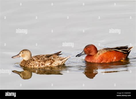 Cinnamon Teal Ducks Hi Res Stock Photography And Images Alamy