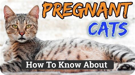 How To Tell If A Cat Is Pregnant Early Stages Heres A List Of Cat
