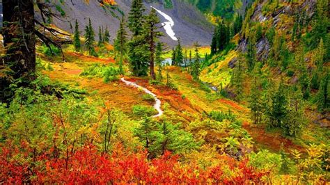 Mountain Wilderness Colorful Tree Path Slope Wild Flowers Autumn
