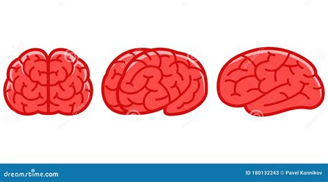 Human Brains In Cartoon Style Stock Vector Illustration Of Front