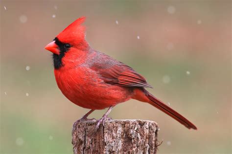 Top Feeder Birds In North Carolina Lyric Wild Bird Food