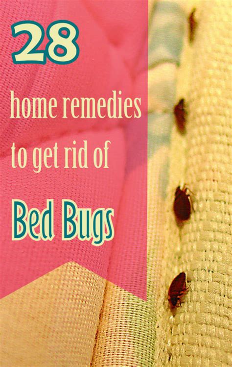 28 Effective Home Remedies To Get Rid Of Bed Bugs Rid Of Bed Bugs