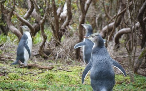 Auckland's vast hauraki gulf maritime park includes more than 50 islands and five marine reserves. Auckland Islands target of pest removal plan | RNZ News