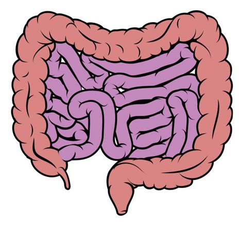 Top 60 Cartoon Of A What Color Is The Small Intestine Clip Art Vector