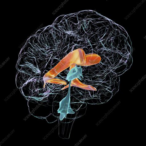Lateral Brain Ventricles Illustration Stock Image F0404190