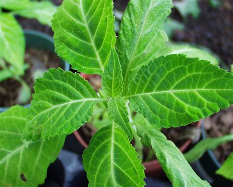 Legal Highs Guru Salvia Divinorum ‘not Your Typical Party Drug And