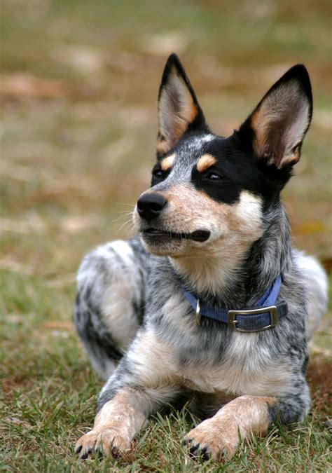 Blue Heeler Names 200 Brilliant Ideas For Australian Cattle Dog Puppies