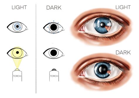 Iris And Pupil Gene Vision