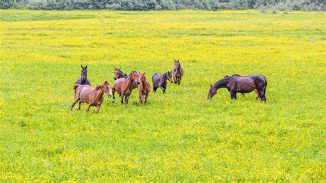 Green Buttercup Flower Pastures Of Horse Farms Rainy Day Country