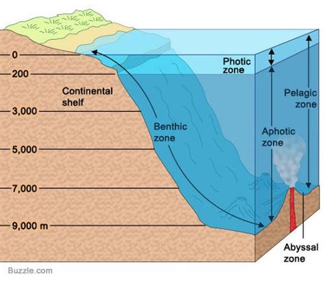 Photic Zone Hydrology College Reviews Understanding