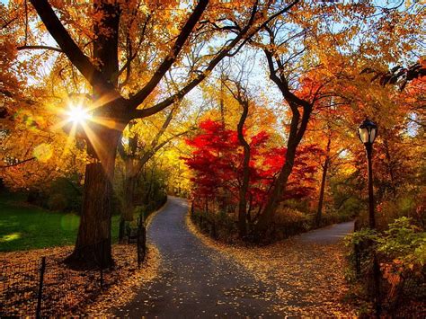 1400x1050 Autumn Park Trees Light Morning Foliage Morning