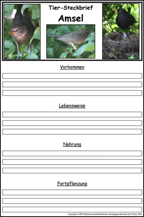 Steckbrief schreiben learn with flashcards, games and more — for free. Vorlage Tiersteckbrief: Amsel - Medienwerkstatt-Wissen ...