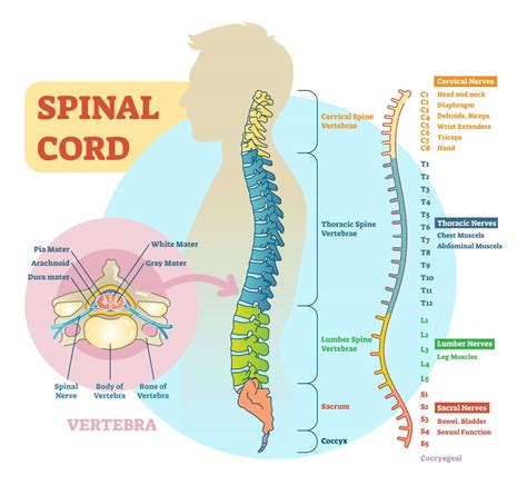 The Structure Of The Spinal Cord