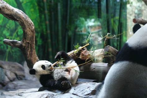 Long Long Six Month Old Baby Panda In Chinas Guangdong Province