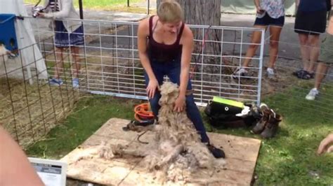 Angora Goat Shearing Demonstration At Farm Fest 2014 Farmfest2014