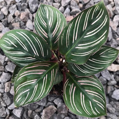 Calathea Ornata Pinstripe Prayer Plant 45 Pot Little Prince To Go