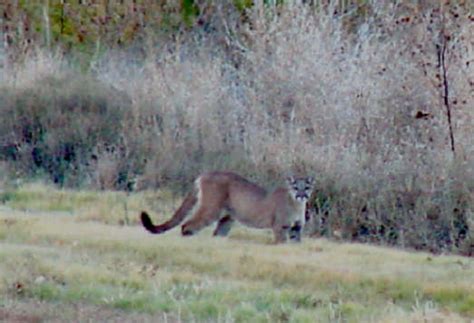 What is oklahama known for? TWO MOUNTAIN LIONS CONFIRMED IN WESTERN OKLAHOMA