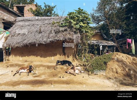 Rural India With View Of Mud Hut With Thatched Roof With Goats Sitting