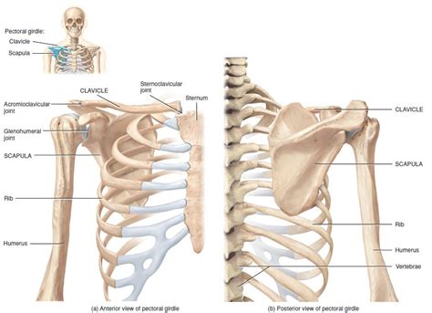 Diagram Of Bones In Neck And Shoulder Bones Of The Chest And Upper Back