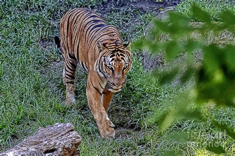 Tiger On The Prowl V3 Photograph By Douglas Barnard Fine Art America