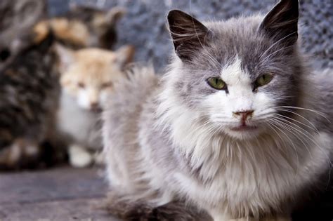 The Truth About Feral Cats Companion Animals News And Facts