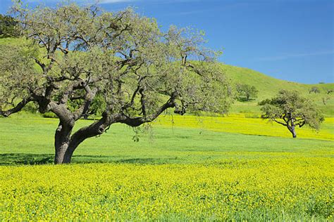Mustard Tree Pictures Images And Stock Photos Istock