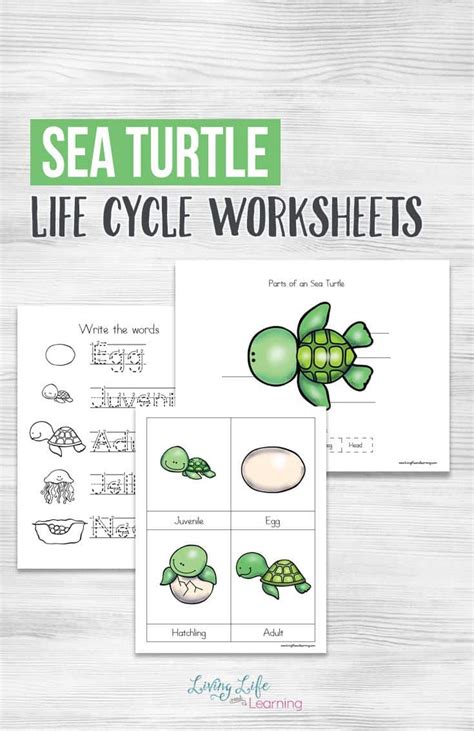 Sea Turtle Life Cycle Worksheets For Kids Homeschool Giveaways